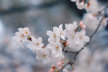 March 24 2025 Delicate Cherry Blossom Branch Captured with Soft Bokeh, Japan