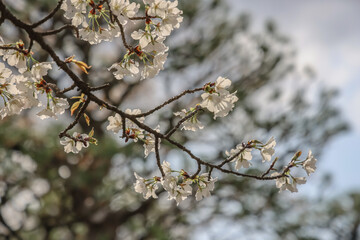 March 24 2025 Delicate Cherry Blossom Branch Captured with Soft Bokeh, Japan