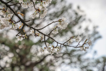 March 24 2025 Delicate Cherry Blossom Branch Captured with Soft Bokeh, Japan