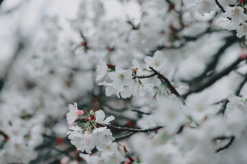March 24 2025 Delicate Cherry Blossom Branch Captured with Soft Bokeh, Japan