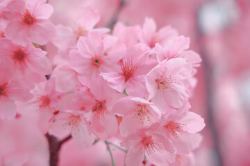 March 24 2025 Beautiful Cherry Blossom Flowers in Full Bloom Outdoors, Japan