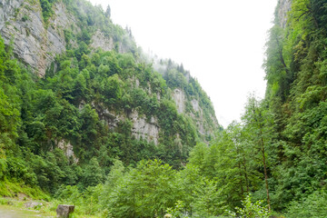 Mountain range with a forest in the middle