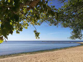 Tree with leaves is in front of the ocean