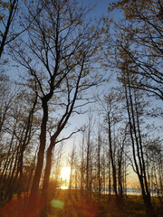 Tree with leaves is in the foreground