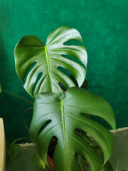 Large green leafy plant with a long stem © Elena