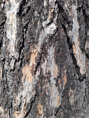 Tree trunk with a brown and black bark