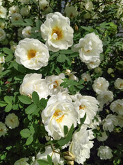 Bunch of white flowers with yellow centers