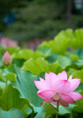 Obraz premium 朝、燦々と咲き誇る蓮の花