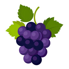 bunch of grapes ,vector illustration ,isolated on transparent white background