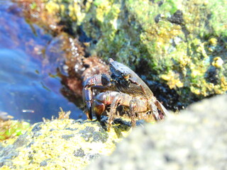 Crabs on rocks by the sea
