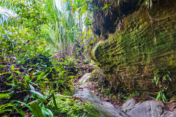 Jungle trekking or hiking landscape at Bako national park in Kuching, Sarawak, Malaysia.
