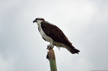 Osprey perched on tree