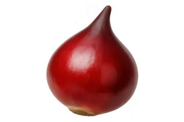 Close-up of a vibrant, glossy red tulip bulb isolated on a transparent background, ready for planting
