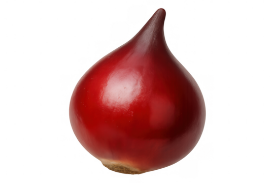 Close-up of a vibrant, glossy red tulip bulb isolated on a transparent background, ready for planting