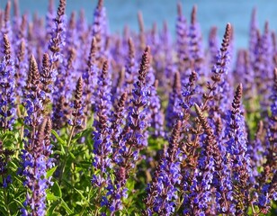Naklejka premium Vibrant purple flowers in a field