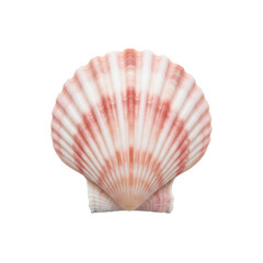 Pink and white scallop seashell
