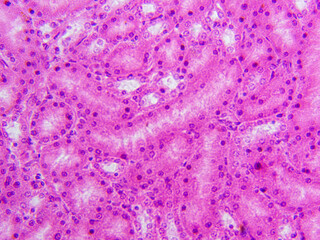 Histology Microscope Image of Mammal Kidney Simple Cuboidal Epithelium (100x)
