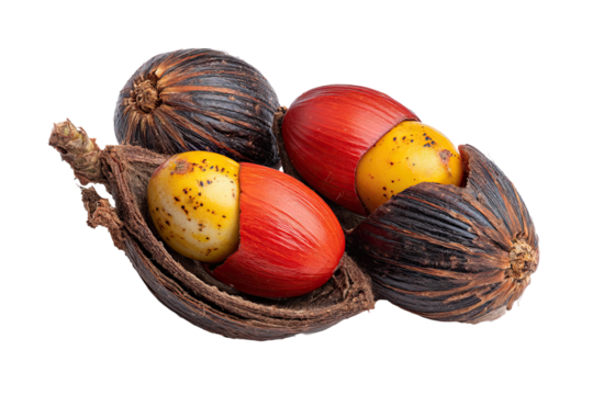 Three colorful seeds nestled in a dark husk