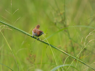 Scaly-breasted Munia Munia bird small bird birds of India singing bird