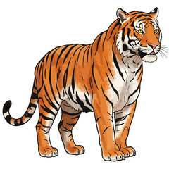 Obraz premium Majestic Bengal Tiger Standing Isolated on White Background Detailed Illustration