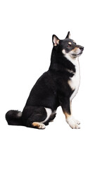 Full Body Black and Tan Shiba Inu Dog Sitting, Isolated on White