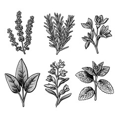 Botanical illustration of various herbs including rosemary and mint  