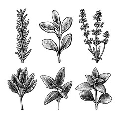 Botanical illustration of various herbs: rosemary, thyme, mint  