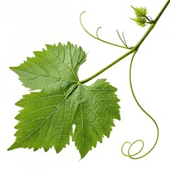 Fresh green grapevine leaf and curly tendril growing, isolated on transparent background, ideal for wine 