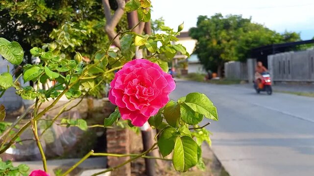 Rose plants on the side of the road, short vidio