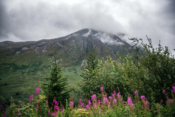 Pink Wildflowers and Green Hills in Highlands