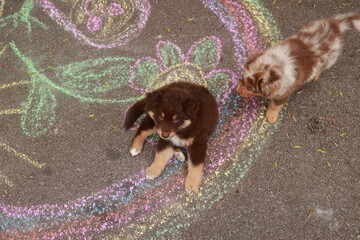 Two puppies are sitting on a sidewalk with a colorful flower design