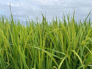 Vibrant green rice stalks sway gently in a lush field under a cloudy sky, promising a bountiful harvest and natural abundance.