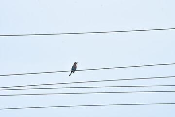 Vibrant Indian Roller Bird Perched A Splash of Color in Nature