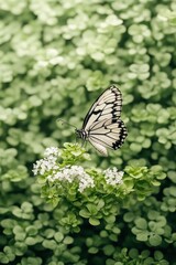 Obraz premium White butterfly resting on tiny white flowers in lush green vertical gardens