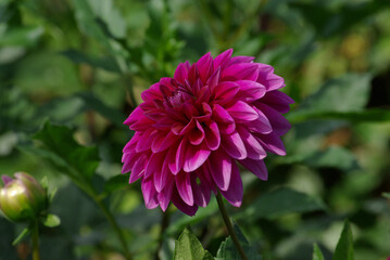 Obraz premium Dahlia rose en été au jardin