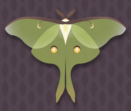 Luna Moth