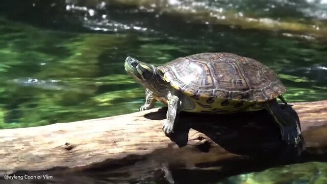 Turtle basking on a log over green water