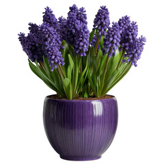Obraz premium Vibrant purple grape hyacinth flowers in a decorative purple pot isolated on transparent background