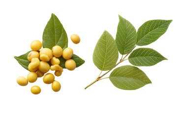 Close-up of yellow seeds and leaves.  Fresh, healthy, and vibrant.  Two clusters, one with seeds and one with leaves
