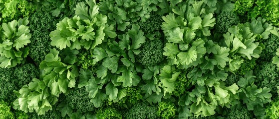 Beautiful vertical gardens with fresh green parsley and broccoli close up view