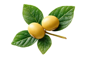 Two pale yellow beans nestled on a stem with vibrant green leaves