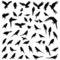  Sillihutte different different pose bird