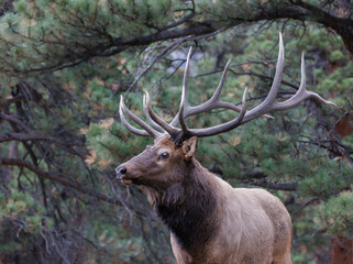 majestic bull elk during rut portrait