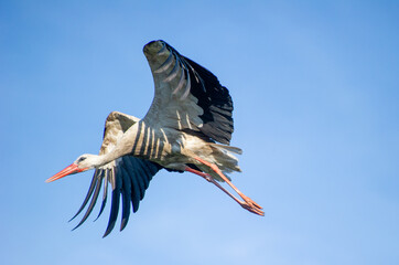 Obraz premium a white stork with outstretched wings soars across a blue sky
