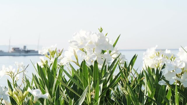 Close-up of white oleander with vivid green leaves and a distant ship on the calm sea. Serene coastal morning in Greece with soft sunlight and clear view of flowers