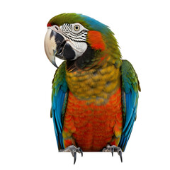 Vibrant Macaw with Colorful Feathers.