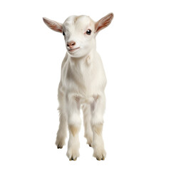 Adorable Baby Goat Standing on White Background.