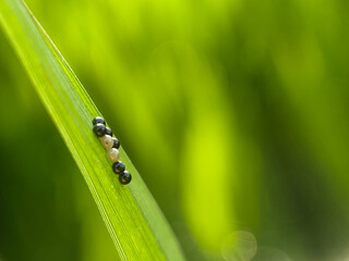 Green ladybug eggs on a rice leaf in a rice field, seen near the eggs of a small insect.
