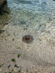 Jellyfish in Shallow Coastal Waters with Clear Sand Bottom