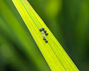 Green ladybug eggs on a rice leaf in a rice field, seen near the eggs of a small insect.